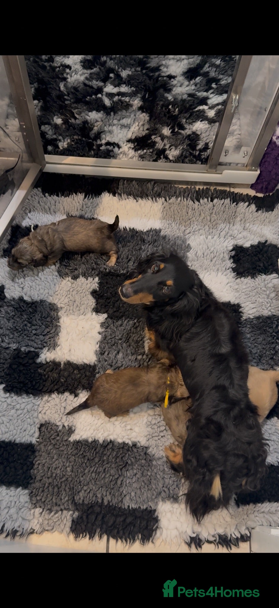 Miniature Dachshund dogs Miniature dachshund longhaired pups - Advert 2