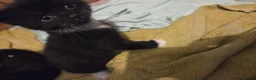 Mixed Breed cats for sale: Kittens for sale in Sutton-in-Ashfield - Advert 5