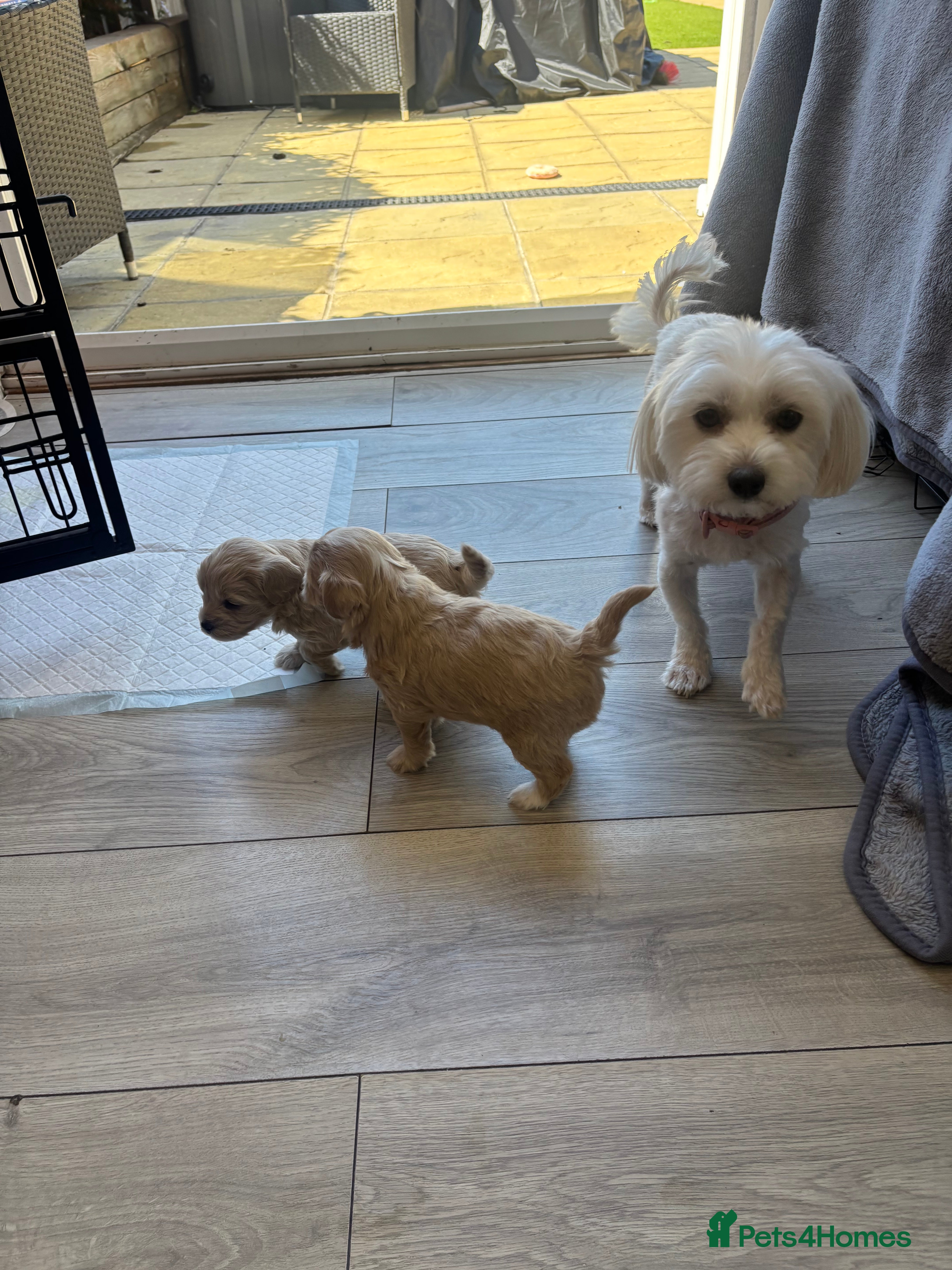 Maltipoo dogs Maltipoo puppies  - Advert 1