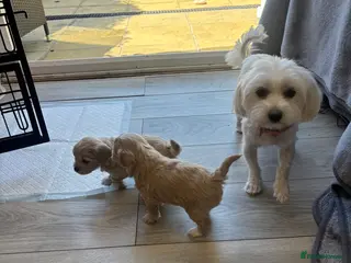 Maltipoo dogs Maltipoo puppies - Advert 1