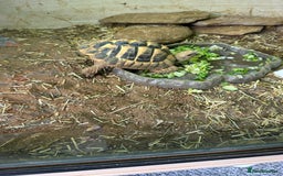 Tortoise reptiles for sale: Tortoises  - Image 4