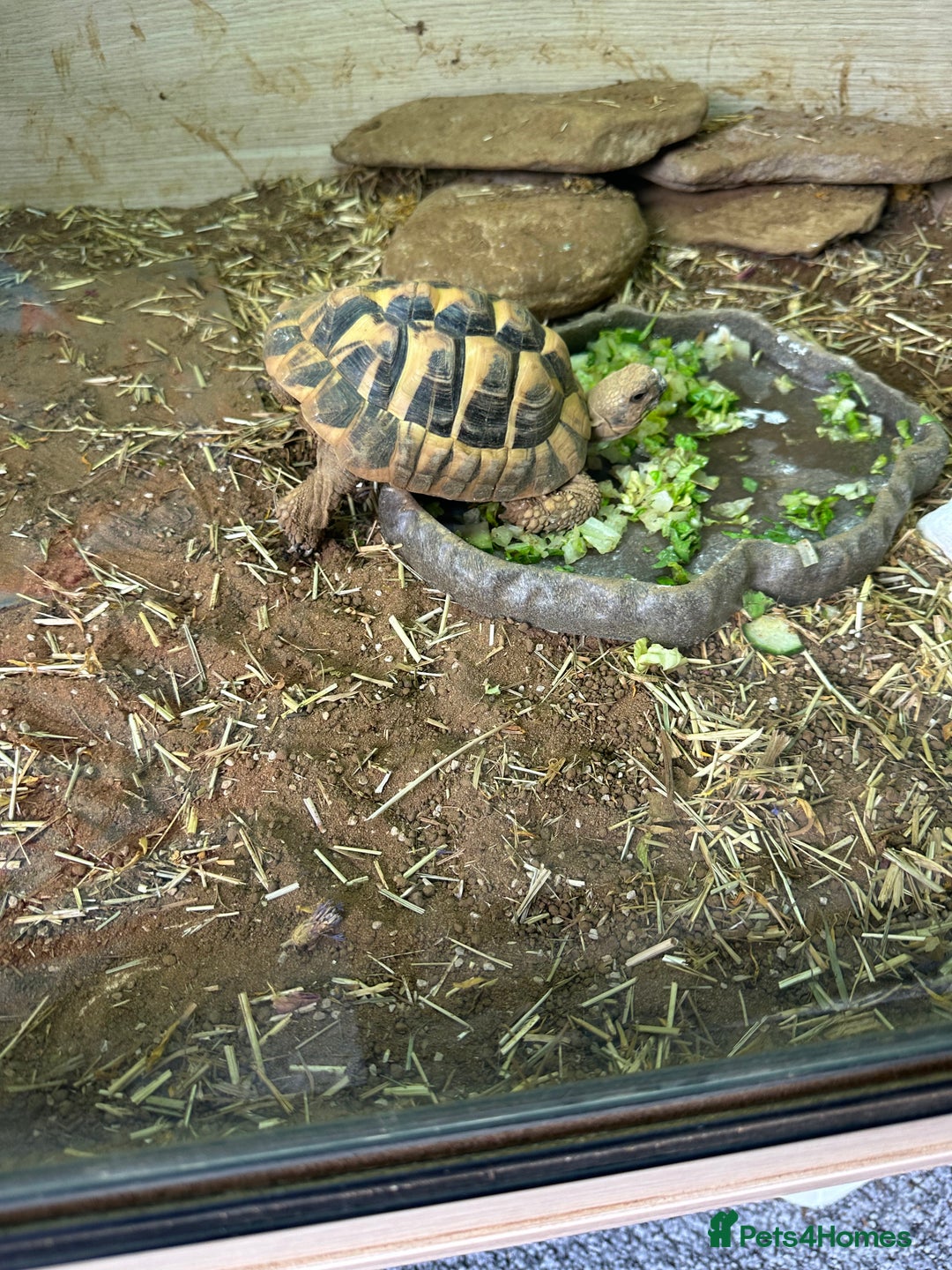 Tortoise reptiles for sale: Tortoises  - Image 4