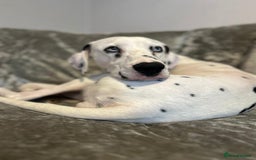 Dalmatian dogs for sale: Beautiful female Dalmatian  - Image 3