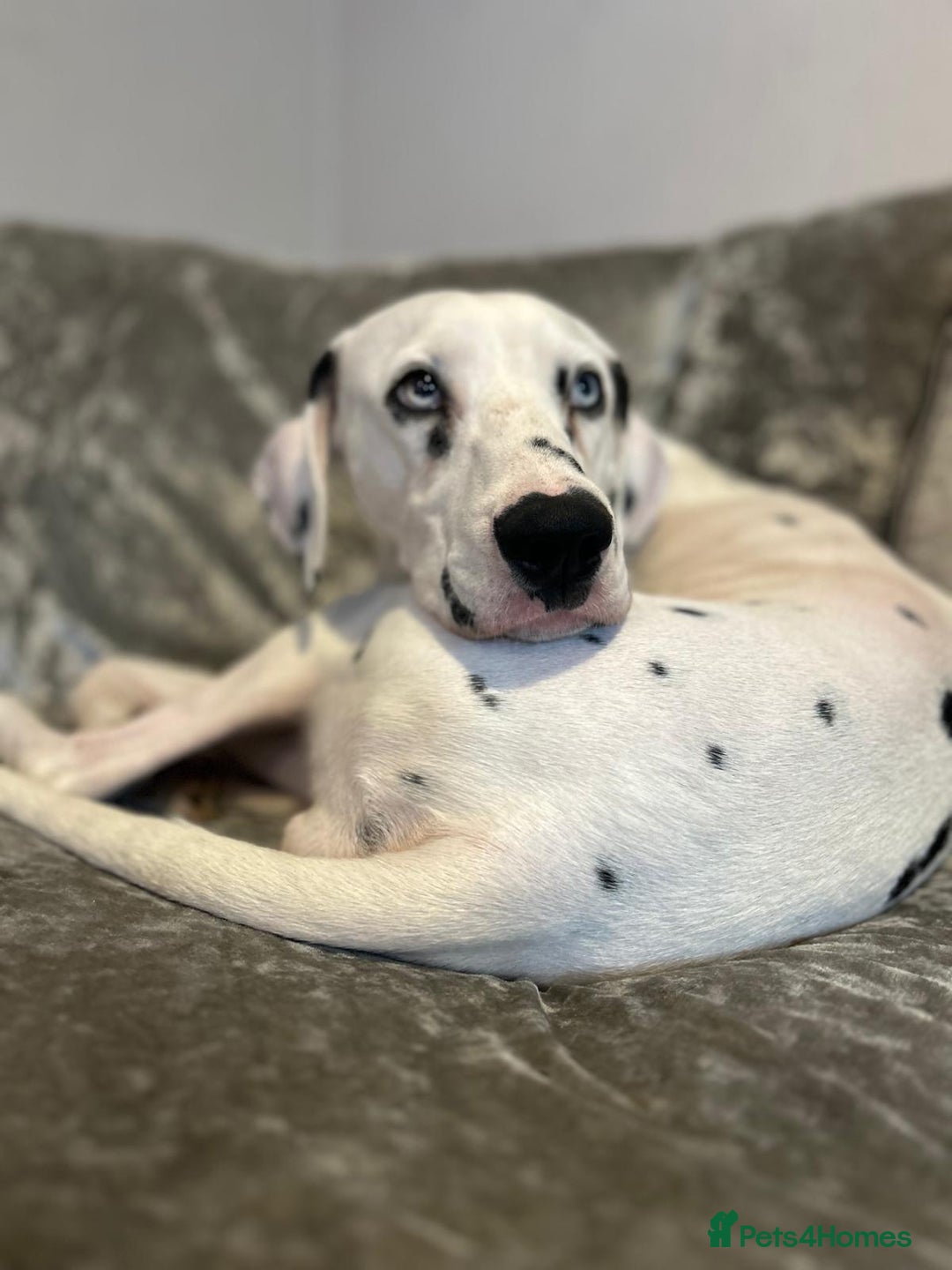 Dalmatian dogs for sale: Beautiful female Dalmatian  - Image 3