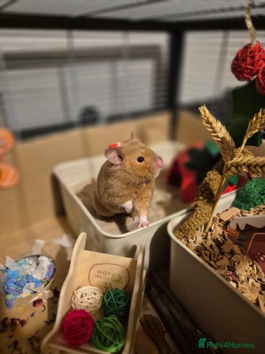 Gallery Image {{count}}