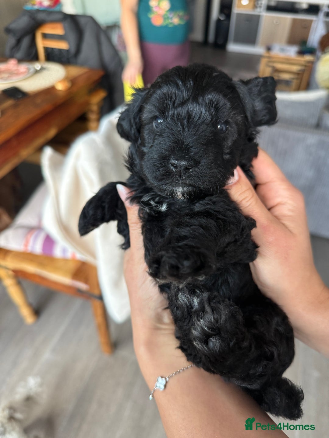 Cavapoo dogs for sale: Cavapoo puppies - Advert 1