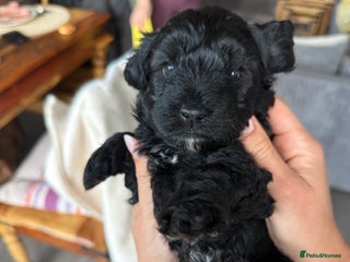 Cavapoo dogs Cavapoo puppies - Advert 1