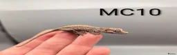 Gecko reptiles for sale: Orange Stripe Gargoyle Gecko CB26 - Advert 4