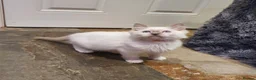 Ragdoll cats for sale: 💖Beautiful GCCF Registered Ragdoll Kittens. - Advert 10