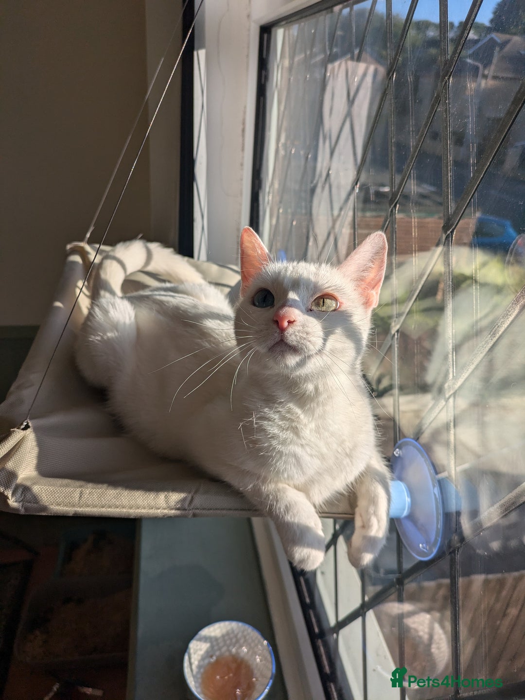 Domestic Shorthair cats for sale: Misty - Image 2