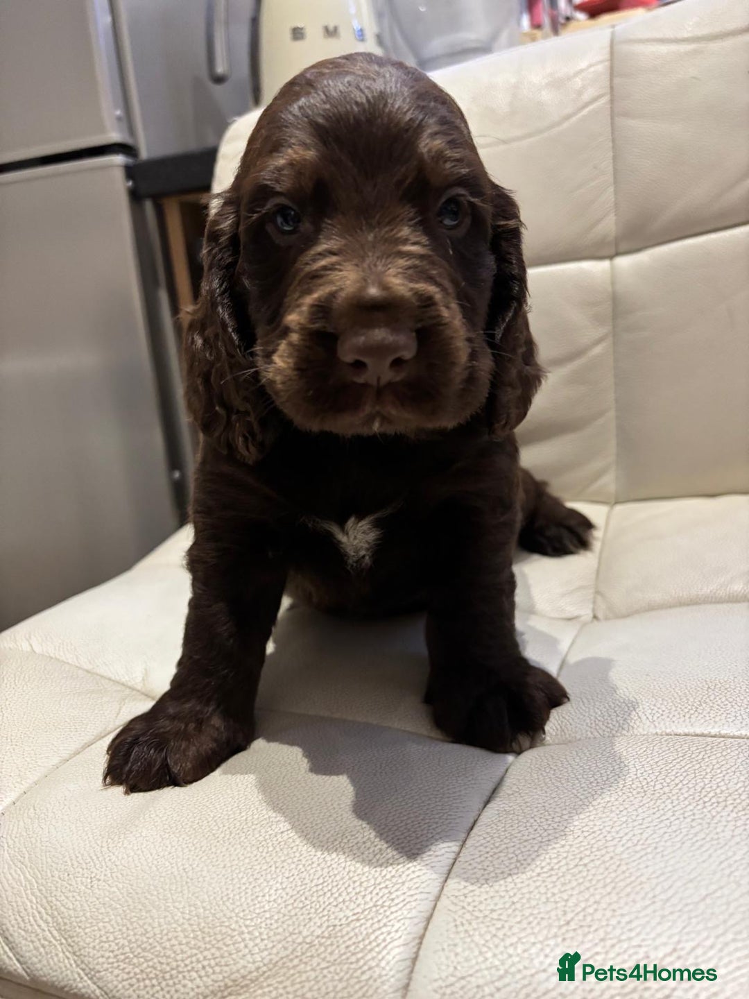 Cocker Spaniel dogs for sale: Show type cocker spaniels  - Advert 8