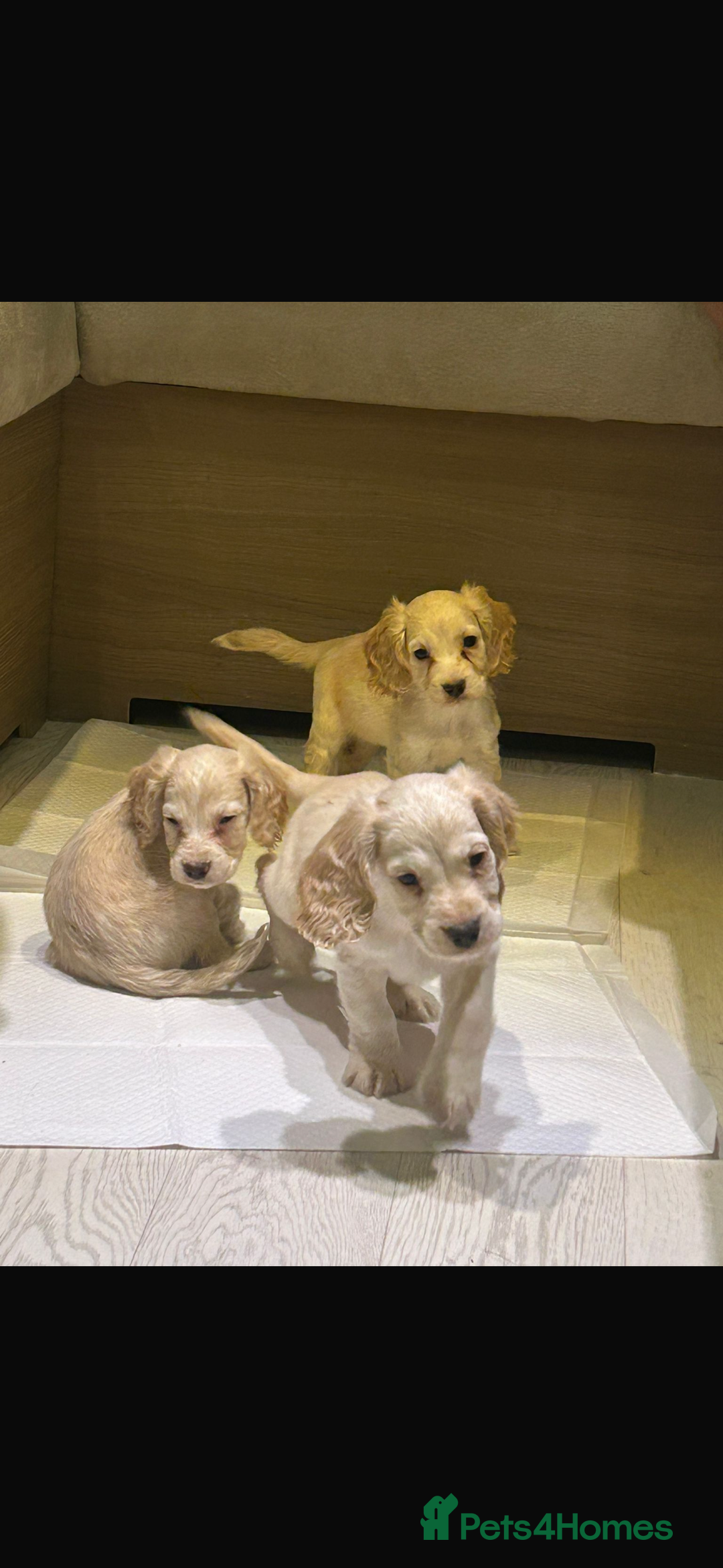 Cocker Spaniel dogs for sale: Beautiful cocker spaniels ❤️❤️ - Image 3