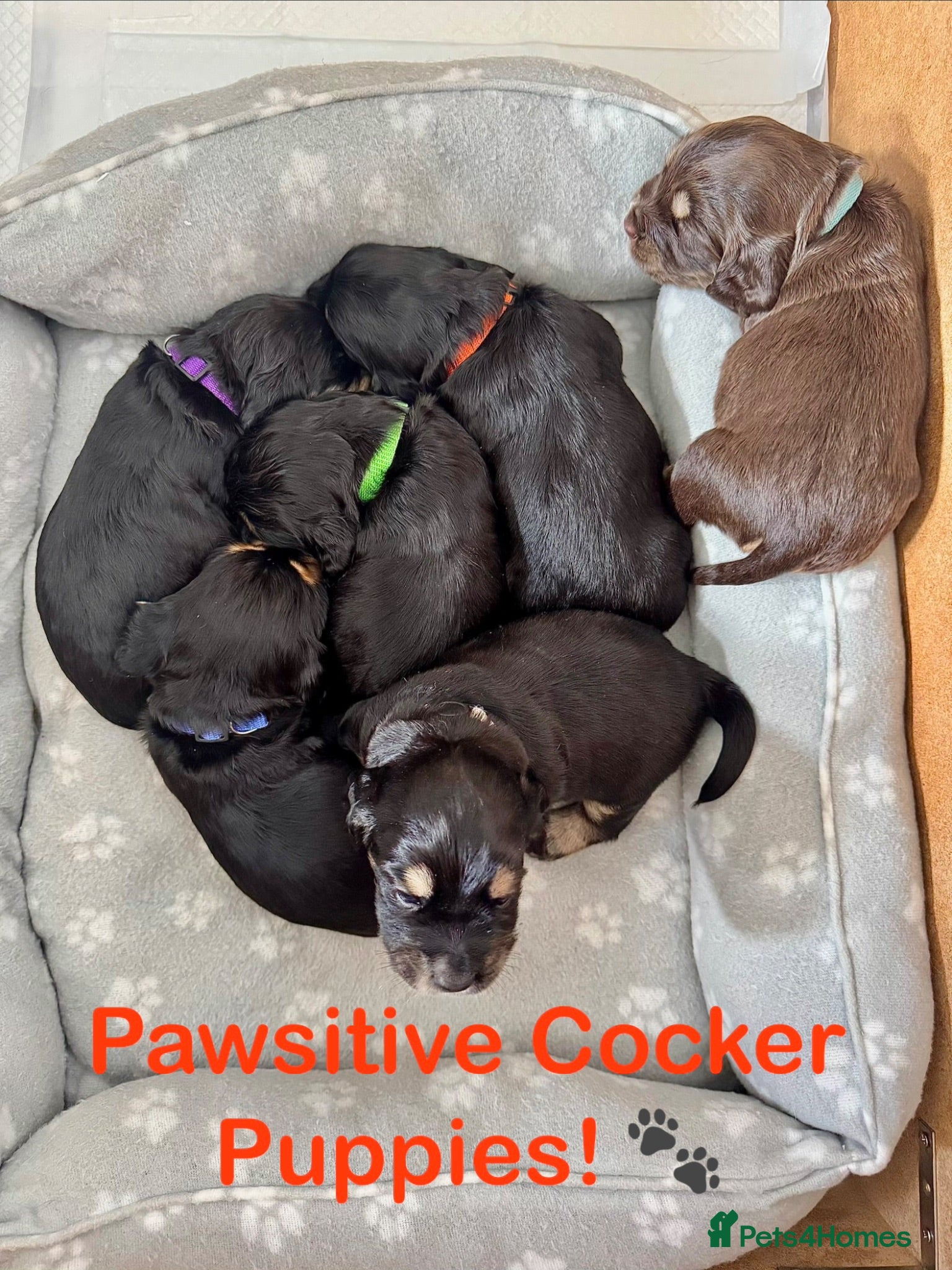 Cocker Spaniel dogs Stunning Cocker Spaniel Puppies - Advert 13