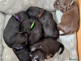 Cocker Spaniel dogs Stunning Cocker Spaniel Puppies - Advert 1