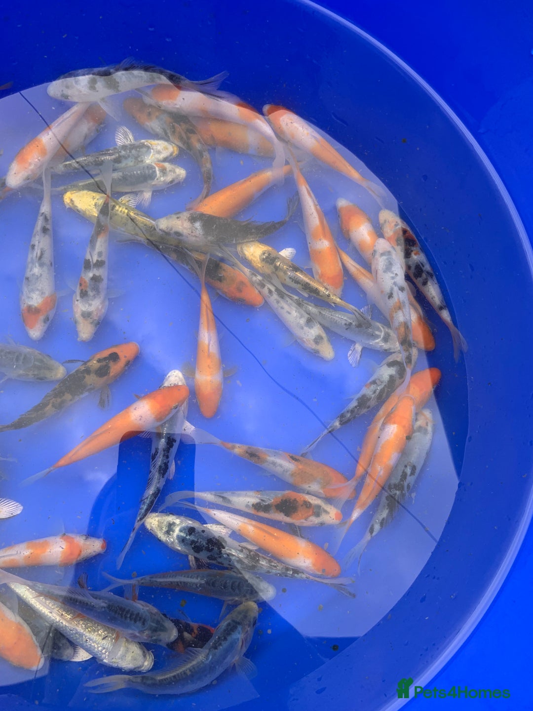 Koi Carp fish for sale: Koi Carp  - Image 2