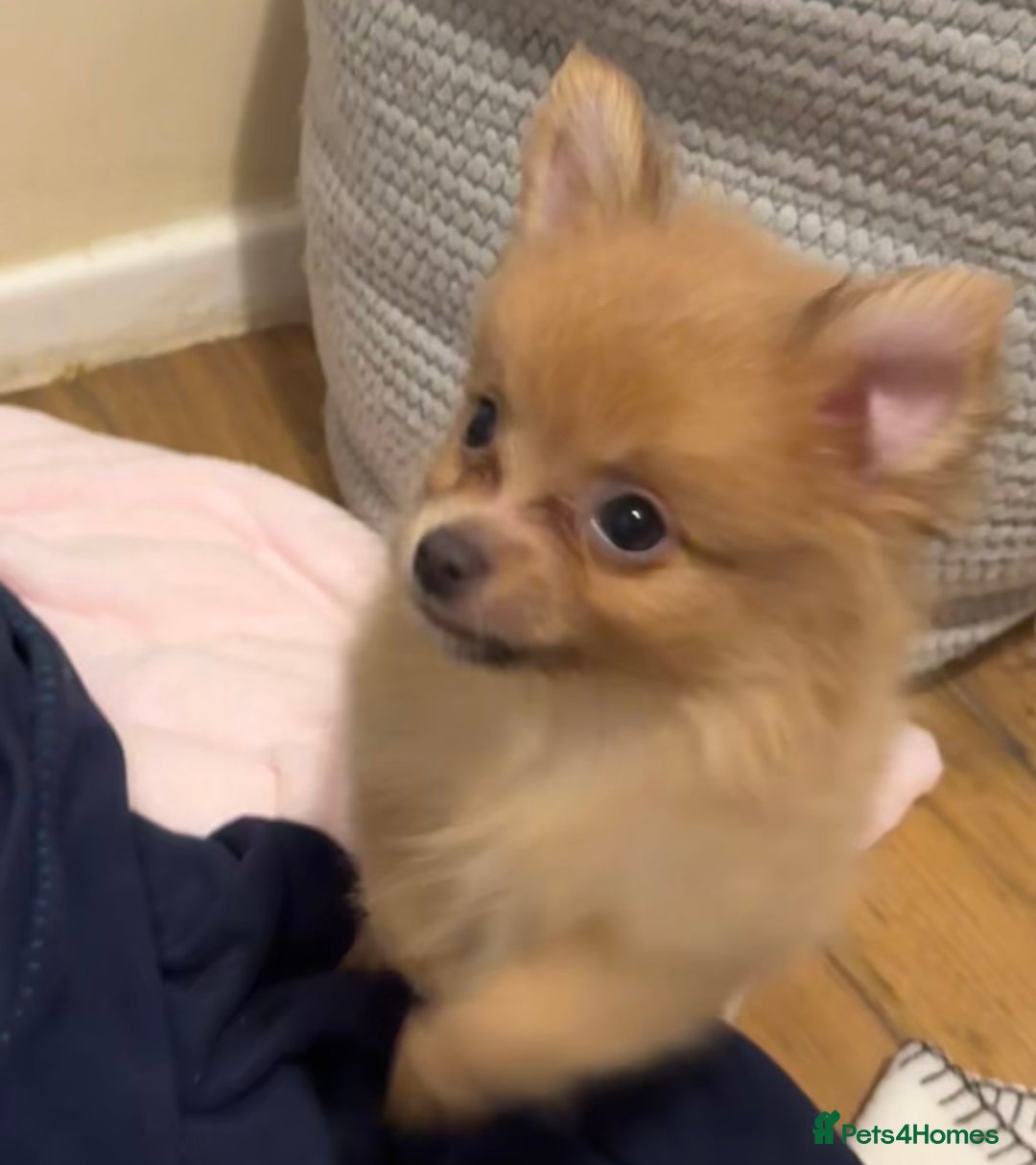 Pomeranian dogs for sale: Pomeranian puppies (Spitz) - Advert 4