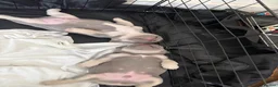 French Bulldog dogs for sale: 3 Beautiful Blue Tan French Bulldog Boys - Advert 8