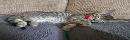 Mixed Breed cats for sale: Adorable Grey kittens for sale  - Advert 29