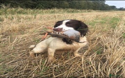 English Springer Spaniel dogs for sale: Lovely KC reg working spaniel  - Image 4