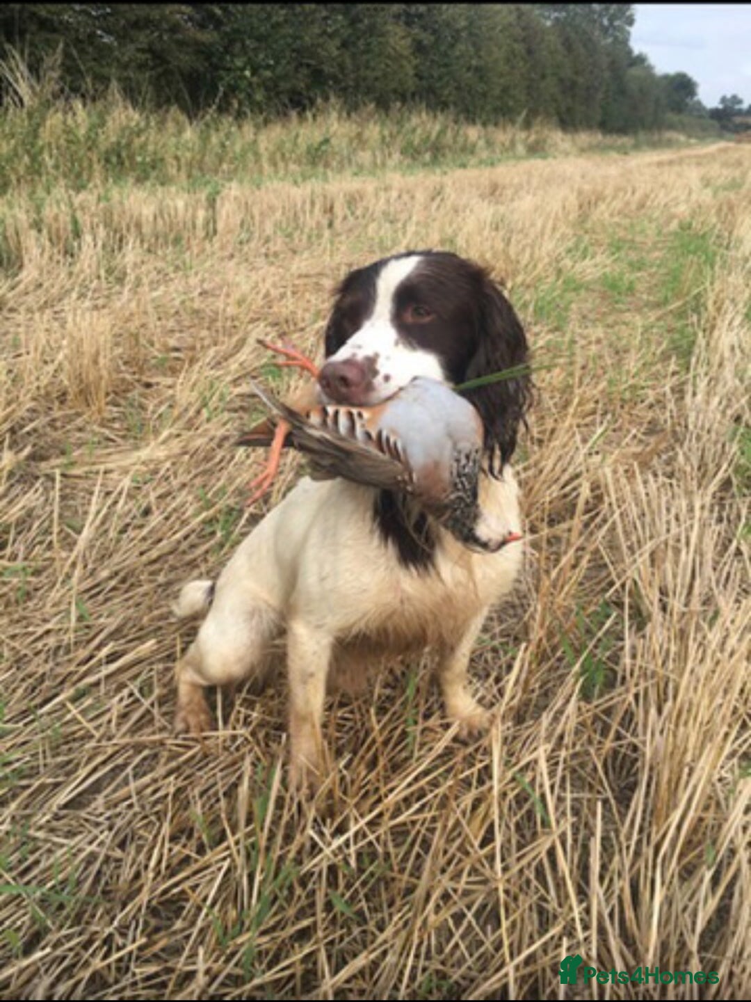 English Springer Spaniel dogs for sale: Lovely KC reg working spaniel  - Image 4