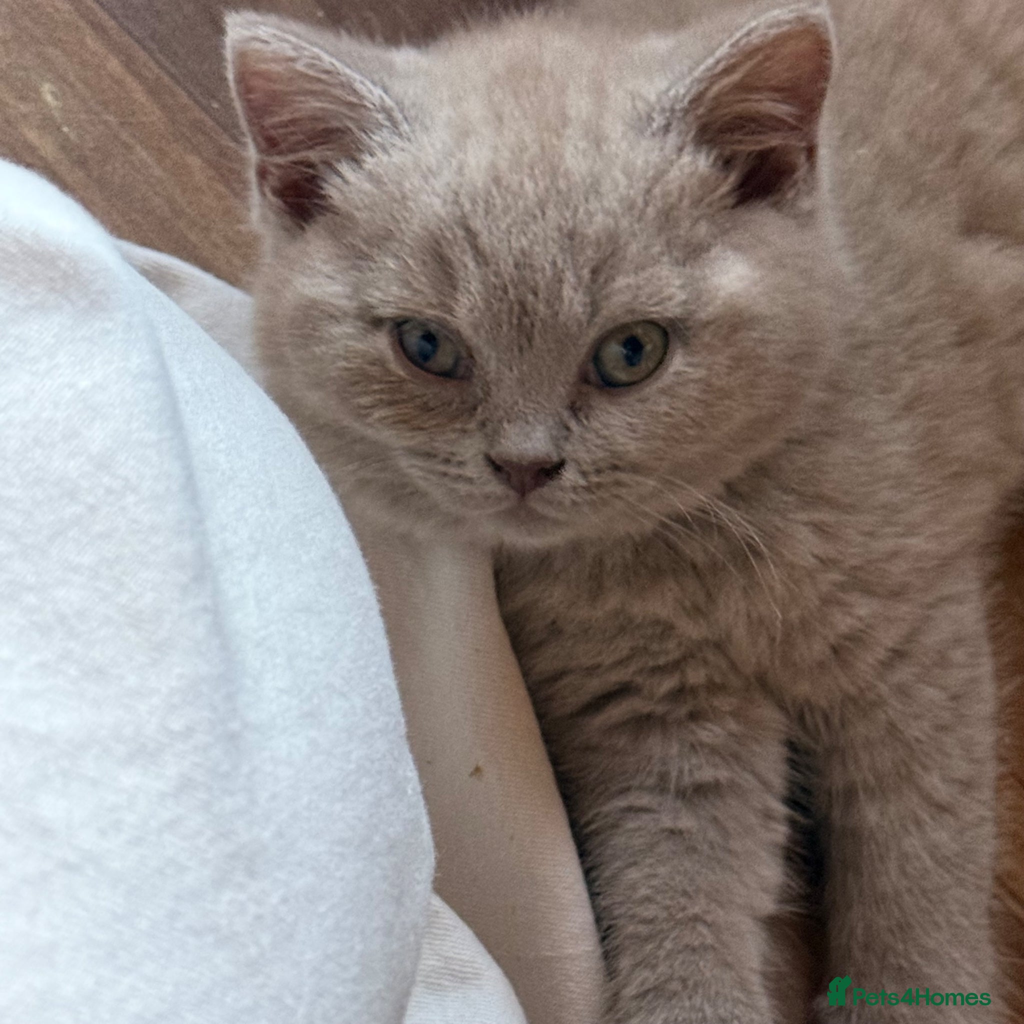 British Shorthair cats for sale: Beautiful lilac BSH GCCF-price can be negotiable  - Advert 2