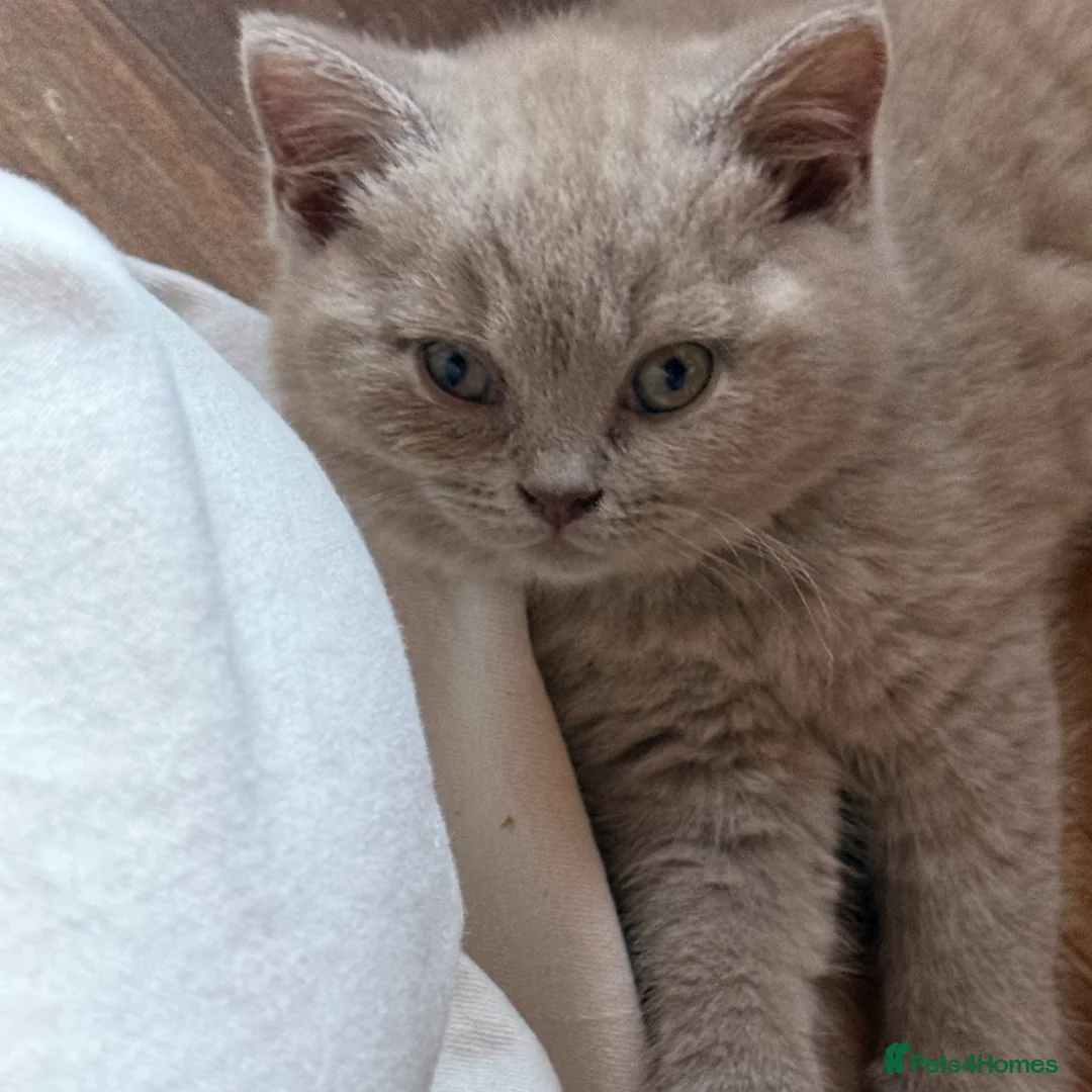 British Shorthair cats for sale: Beautiful lilac BSH GCCF-price can be negotiable  - Advert 1