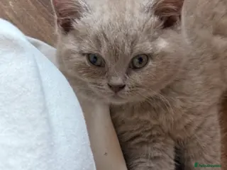 British Shorthair cats for sale: Beautiful lilac BSH GCCF-price can be negotiable - Advert 2