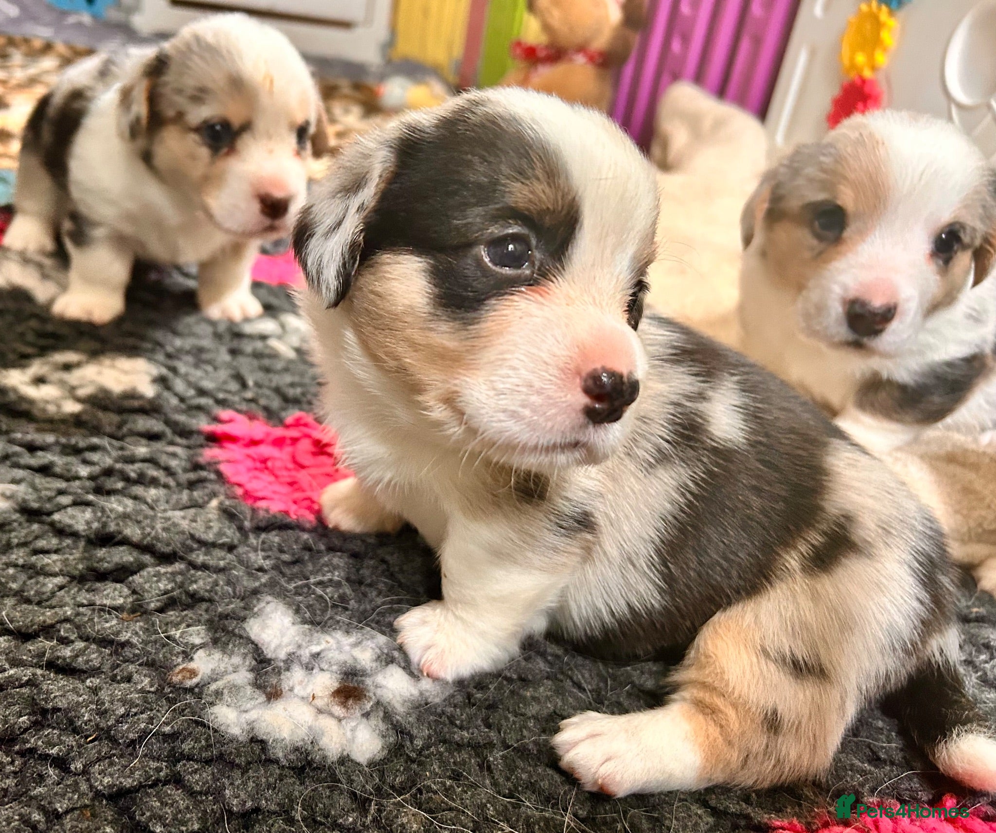 Welsh Corgi Cardigan dogs Quality KC Pedigree Corgi Cardigan Puppies - Advert 2