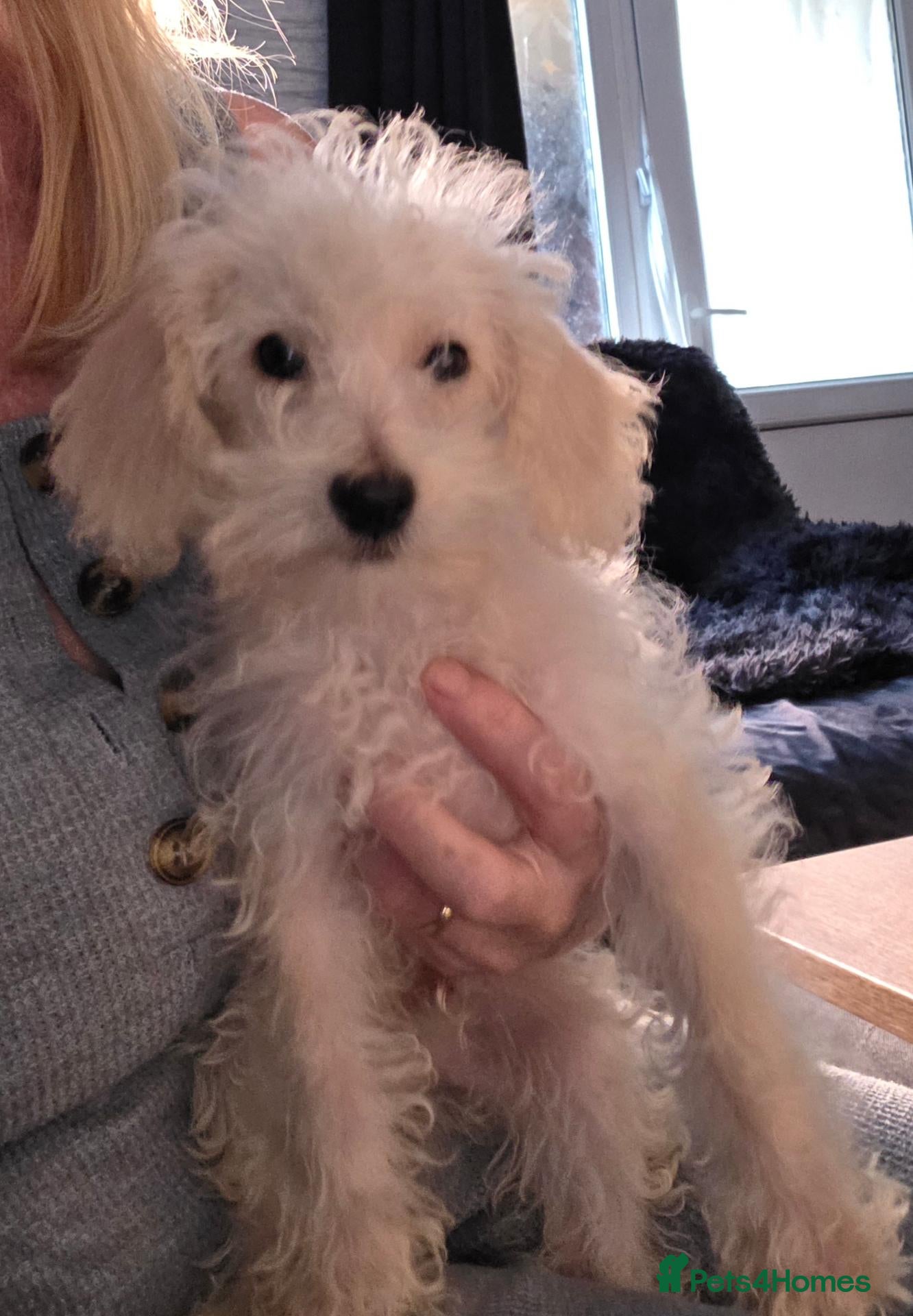 Jackapoo dogs Toy poodle 3/4 puppies  - Advert 4