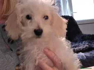 Jackapoo dogs Toy poodle 3/4 puppies - Advert 4