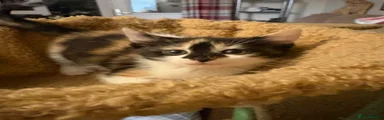 Mixed Breed 3