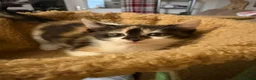 Mixed Breed cats for sale: Lovely kittens looking for lovely homes  - Advert 3