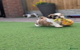 Shih Tzu dogs for sale: Beautiful Puppies From Show Lines  - Image 3
