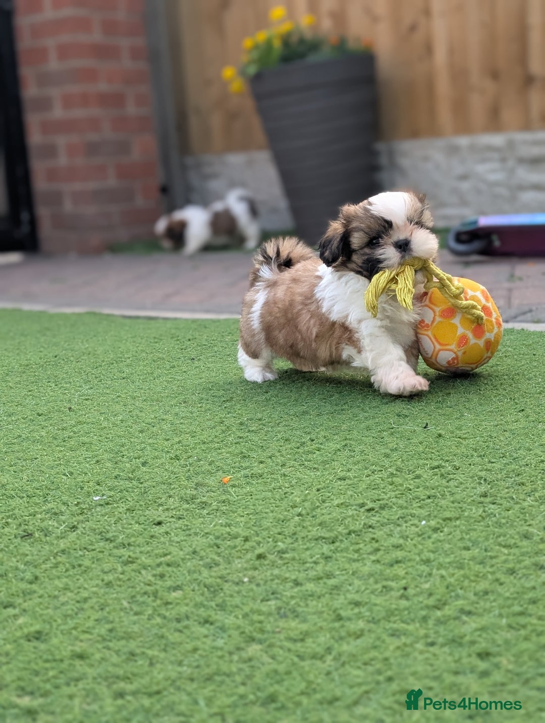 Shih Tzu dogs for sale: Beautiful Puppies From Show Lines  - Image 3