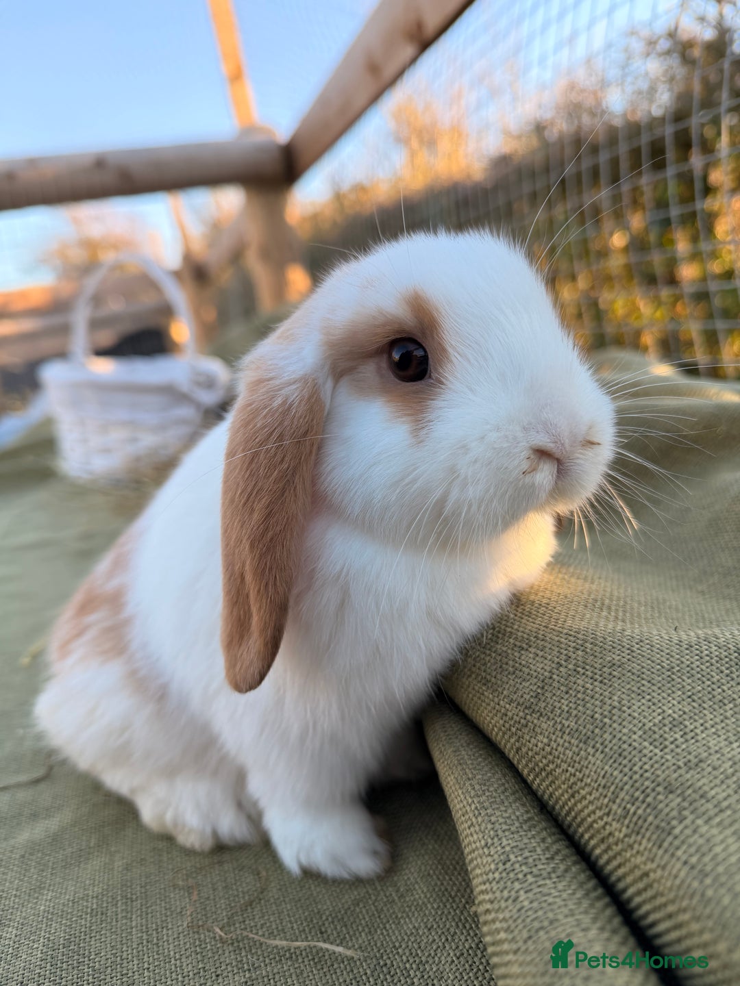 Mini Lop rabbits for sale: Mini Lop bunnies  - Advert 18