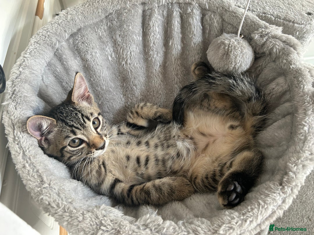 Domestic Shorthair cats for sale: Kittens - Image 21