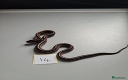 Corn Snake reptiles for sale: 6 week old baby corn snakes - Image 12
