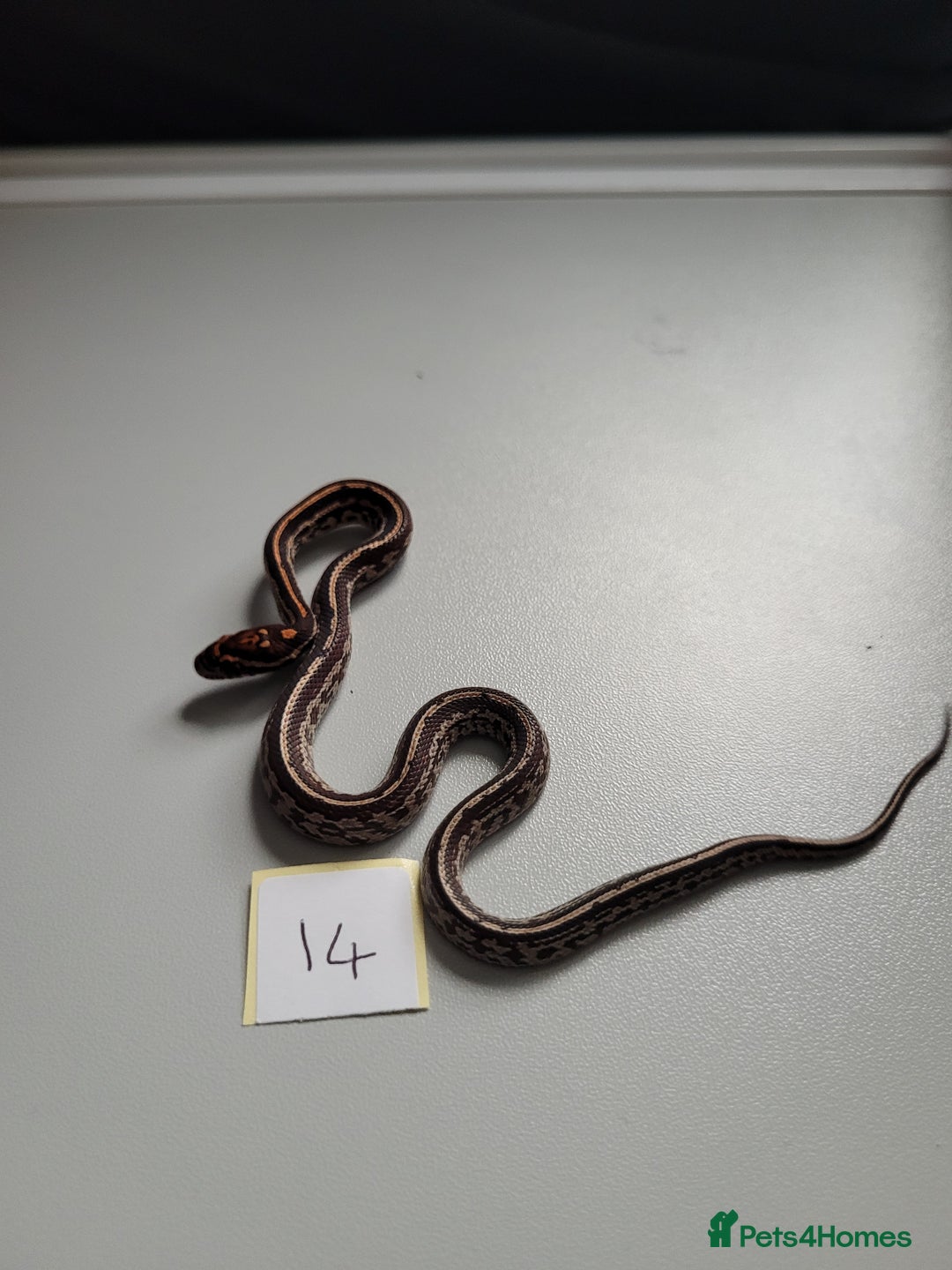 Corn Snake reptiles for sale: 6 week old baby corn snakes - Image 12