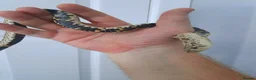 Snake reptiles for sale: 3 hognose snakes - Advert 2