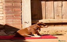 American Bully dogs for sale: American Bully Pocket extreme  - Image 6