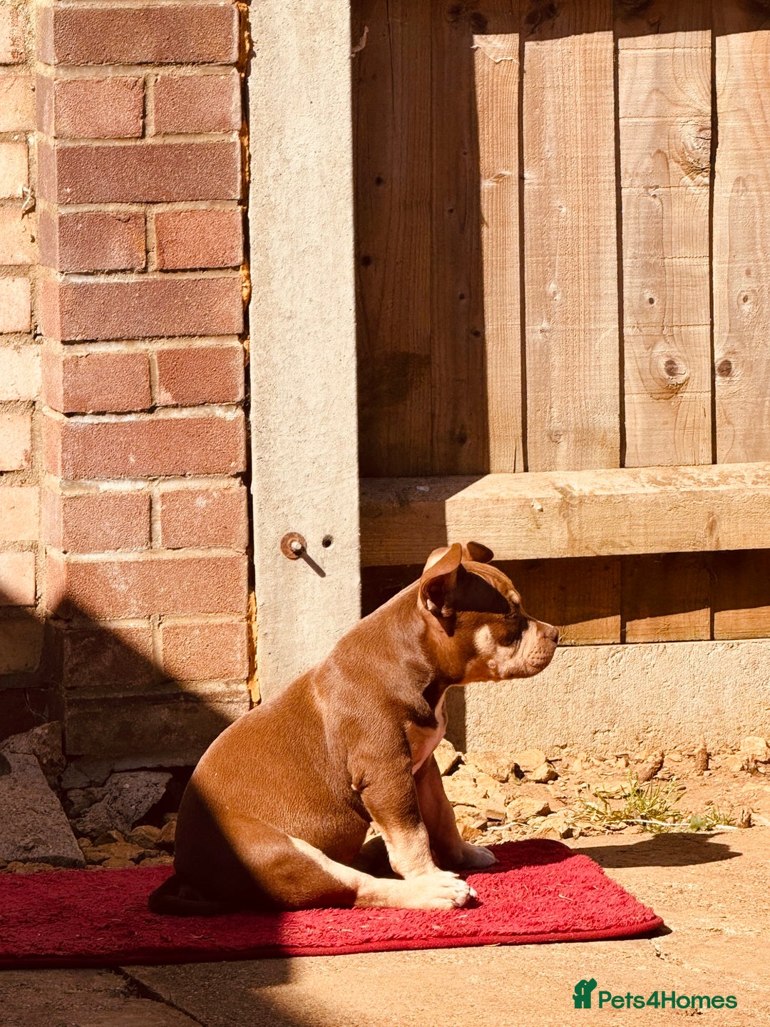 American Bully dogs for sale: American Bully Pocket extreme  - Image 6