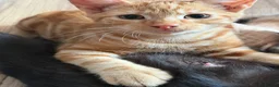 Mixed Breed cats for sale: Kittens  in Northampton - Advert 5
