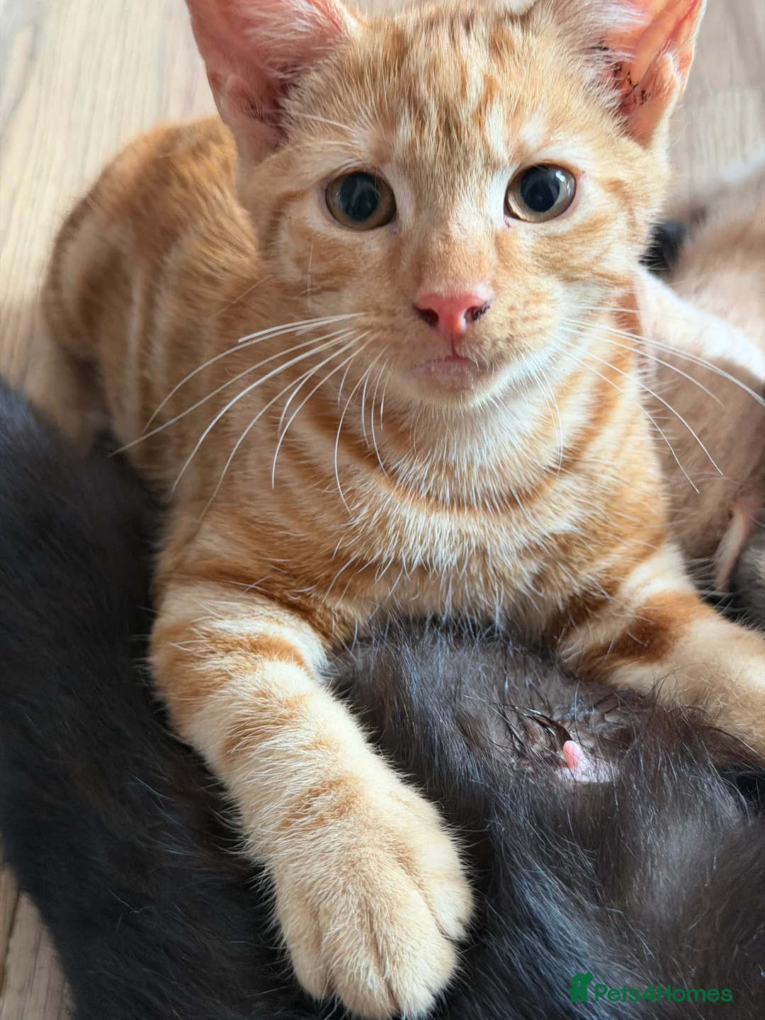 Mixed Breed cats for sale: Kittens  in Northampton - Advert 5