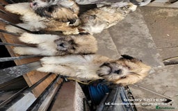 Lhasa Apso dogs for sale: Beautiful lhasa apso  - Image 5