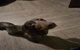 Dachshund dogs for sale: Beautiful boy looking for a forver home  - Image 3