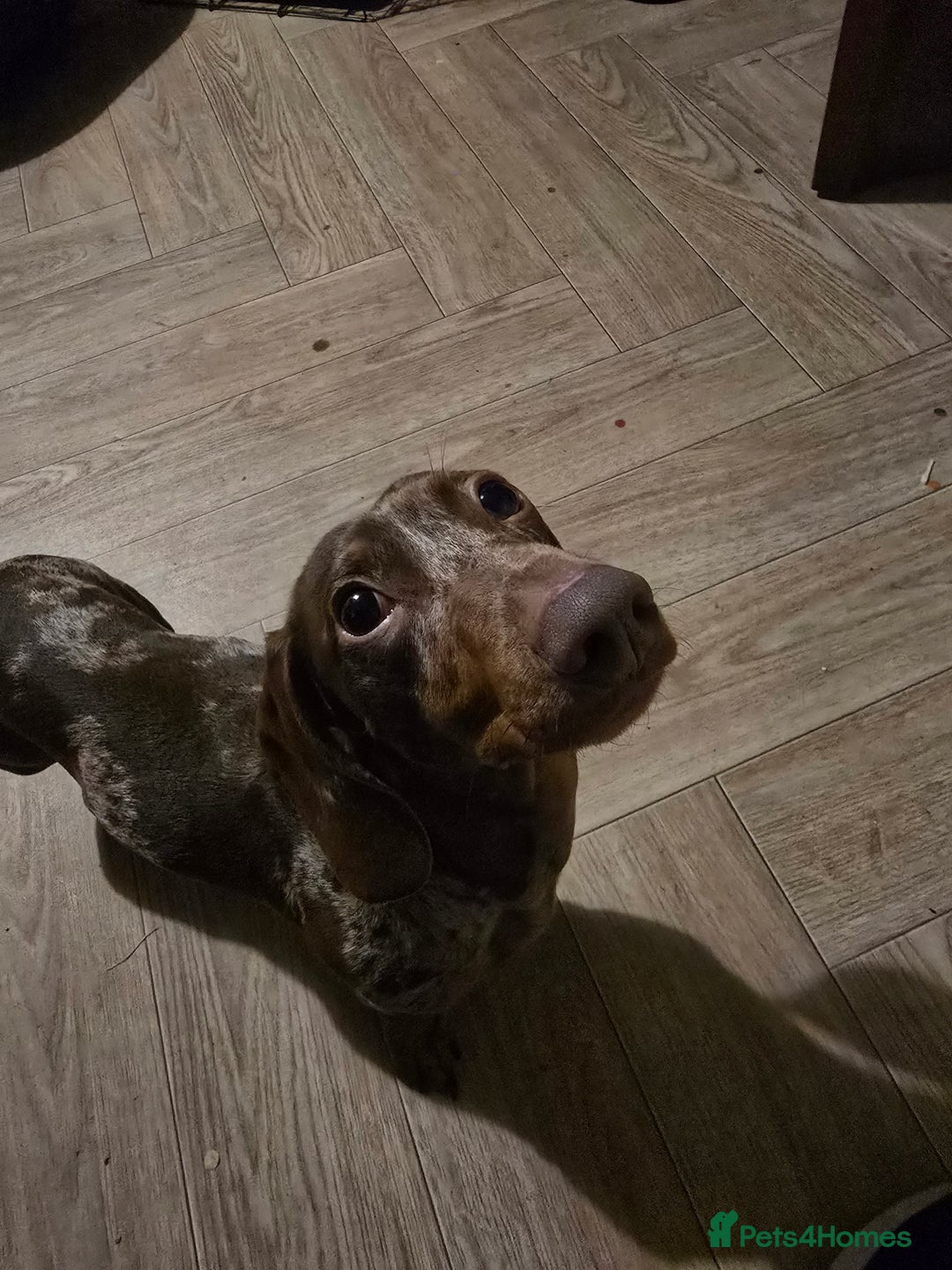 Dachshund dogs for sale: Beautiful boy looking for a forver home  - Image 3