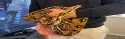 Boa Snake reptiles for sale: Baby Boa Constrictor  - Advert 11