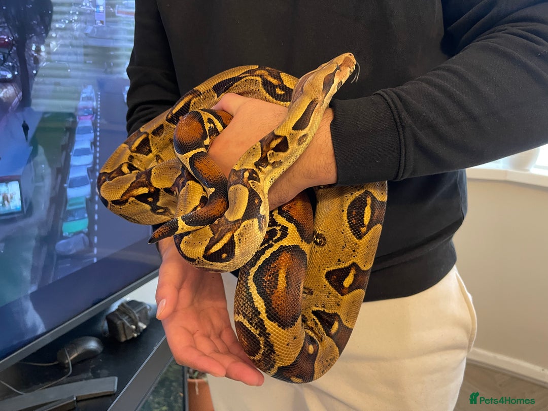 Boa Snake reptiles for sale: Baby Boa Constrictor  - Image 11