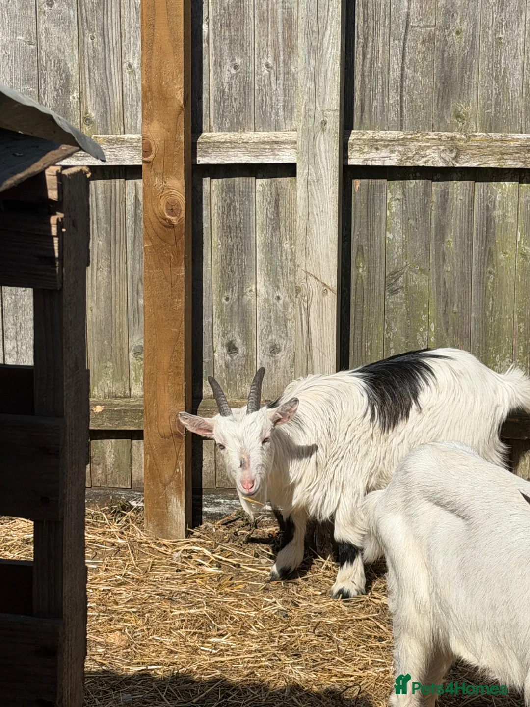 Goats livestock for sale: Pygmy goat Wether 19 months old  in St. Neots - Advert 2