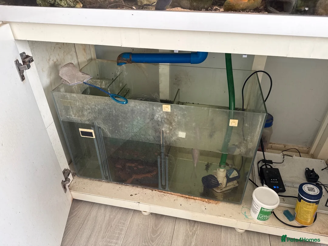 Cichlids fish for sale: 2 beautiful fish and tanks for sale  in Feltham - Advert 2